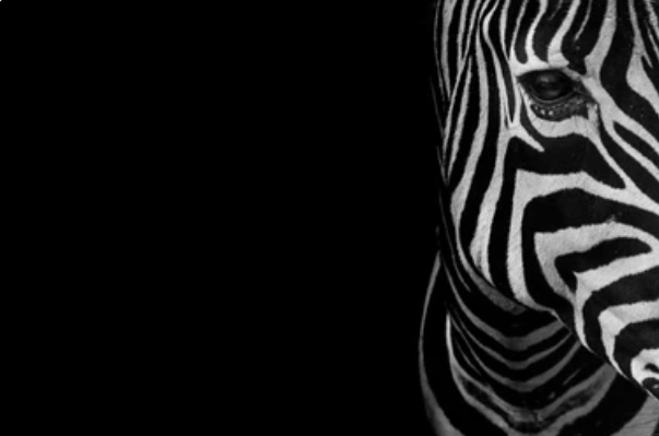 Black and white close-up of a zebra, symbolizing individuality and unseen differences.